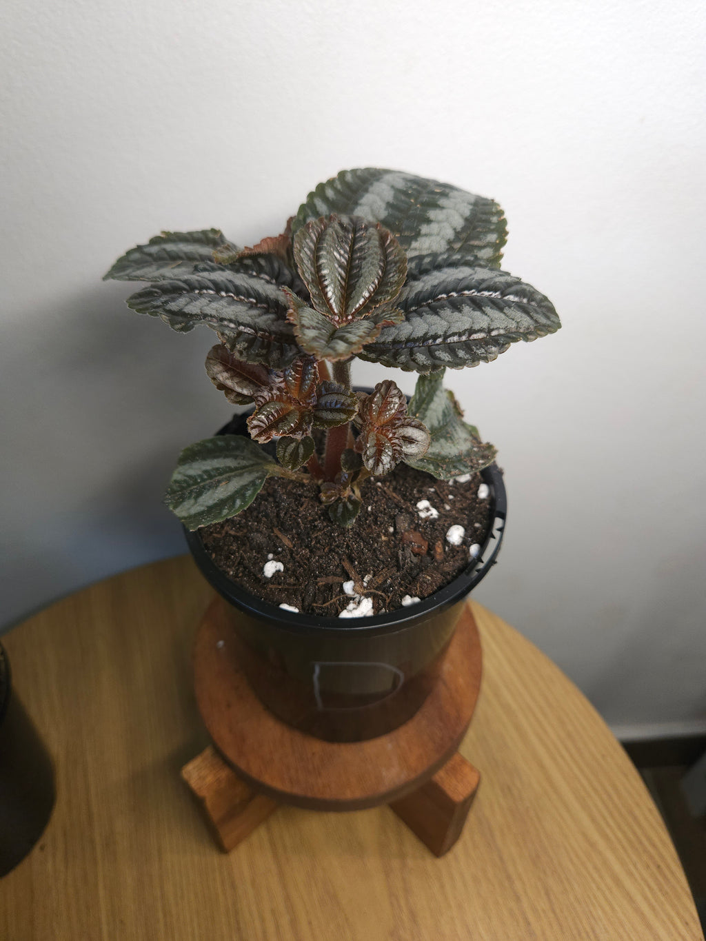 Pilea involucrata 'Norfolk' (Friendship Plant)