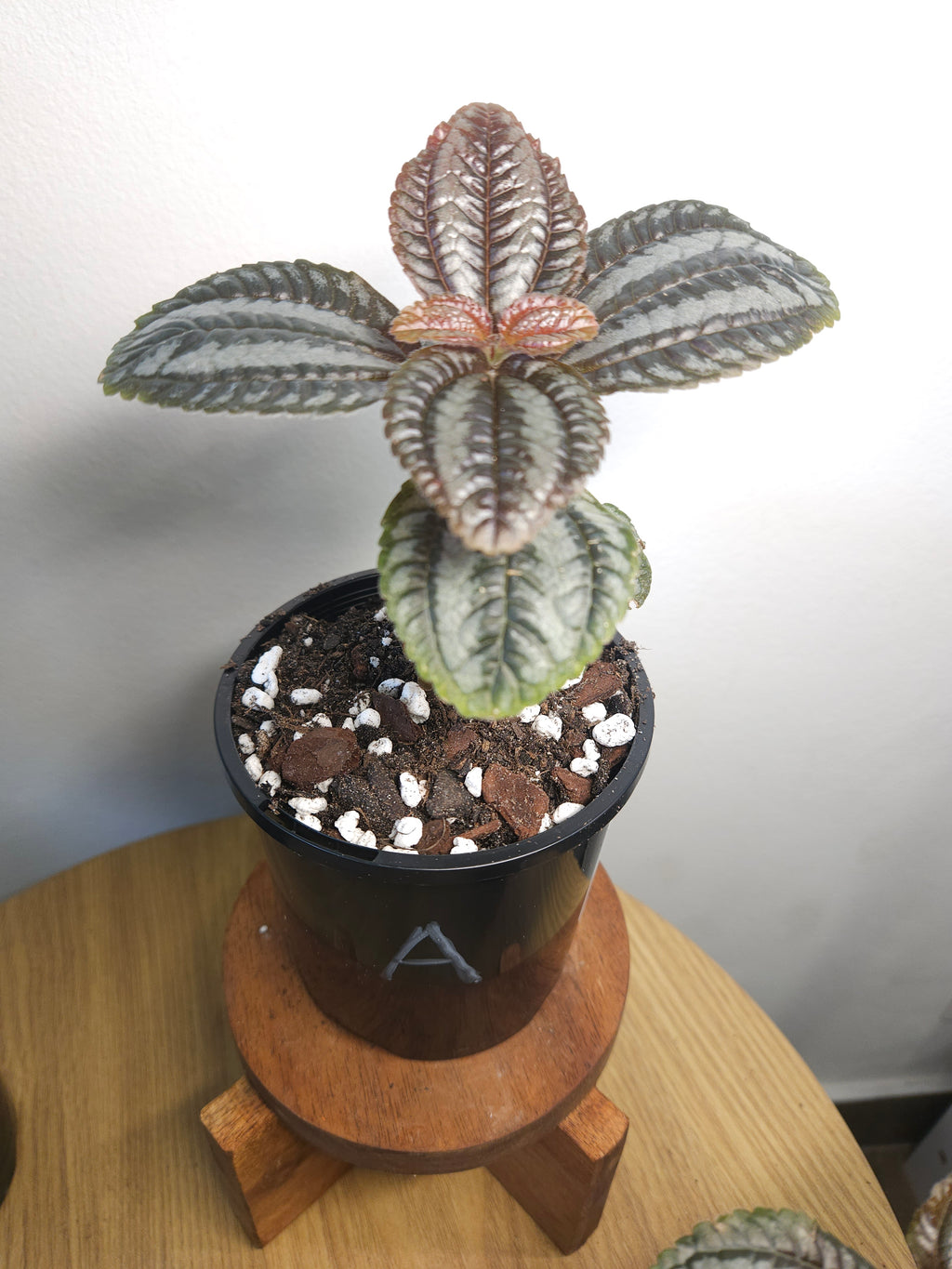 Pilea involucrata 'Norfolk' (Friendship Plant)