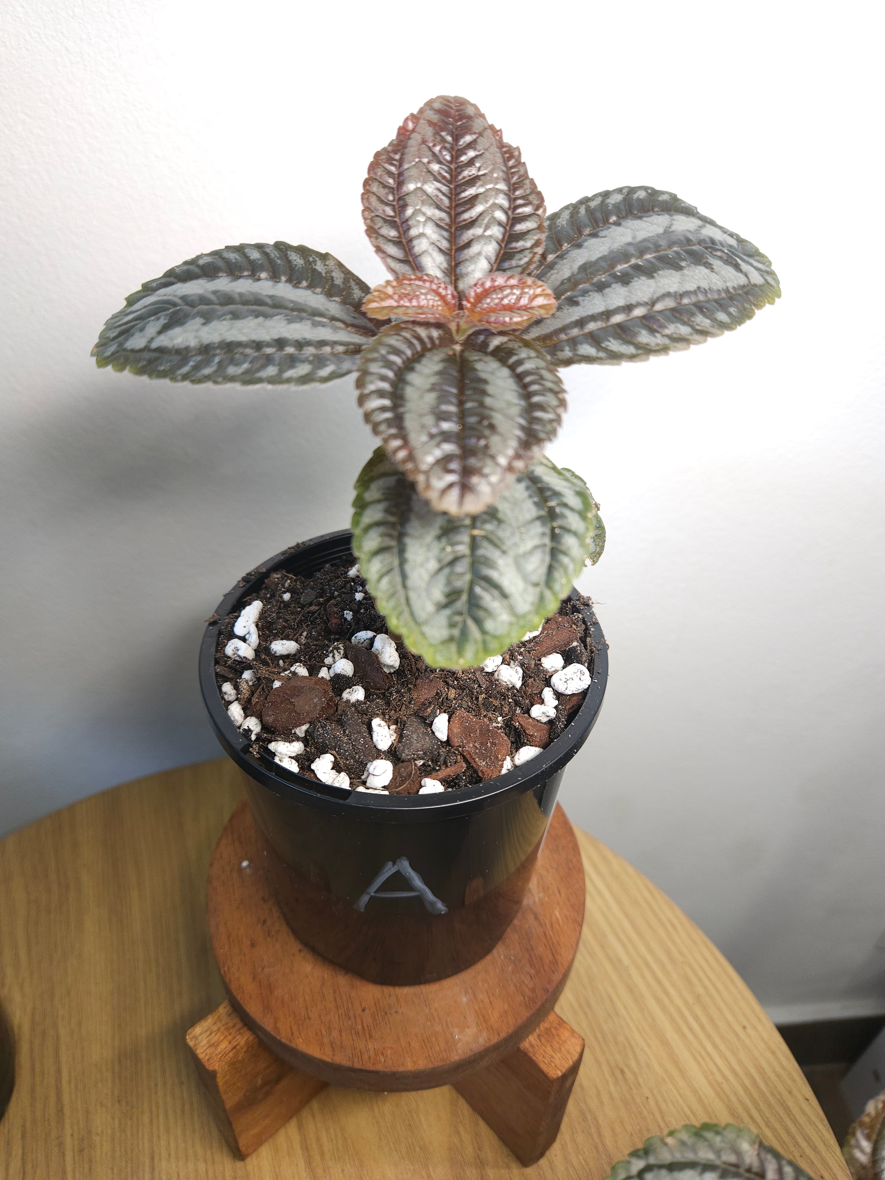 Pilea involucrata 'Norfolk' (Friendship Plant)
