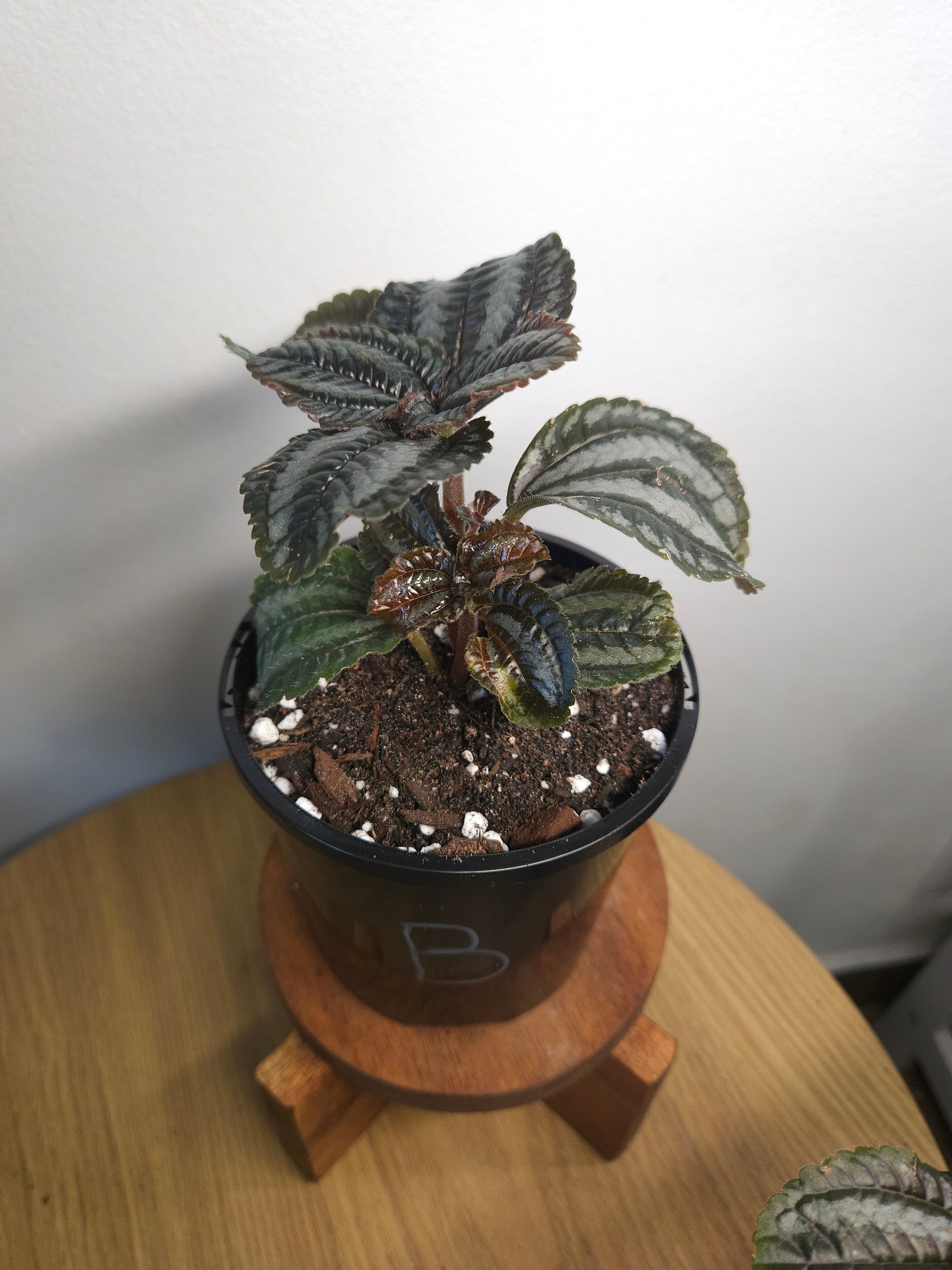 Pilea involucrata 'Norfolk' (Friendship Plant)