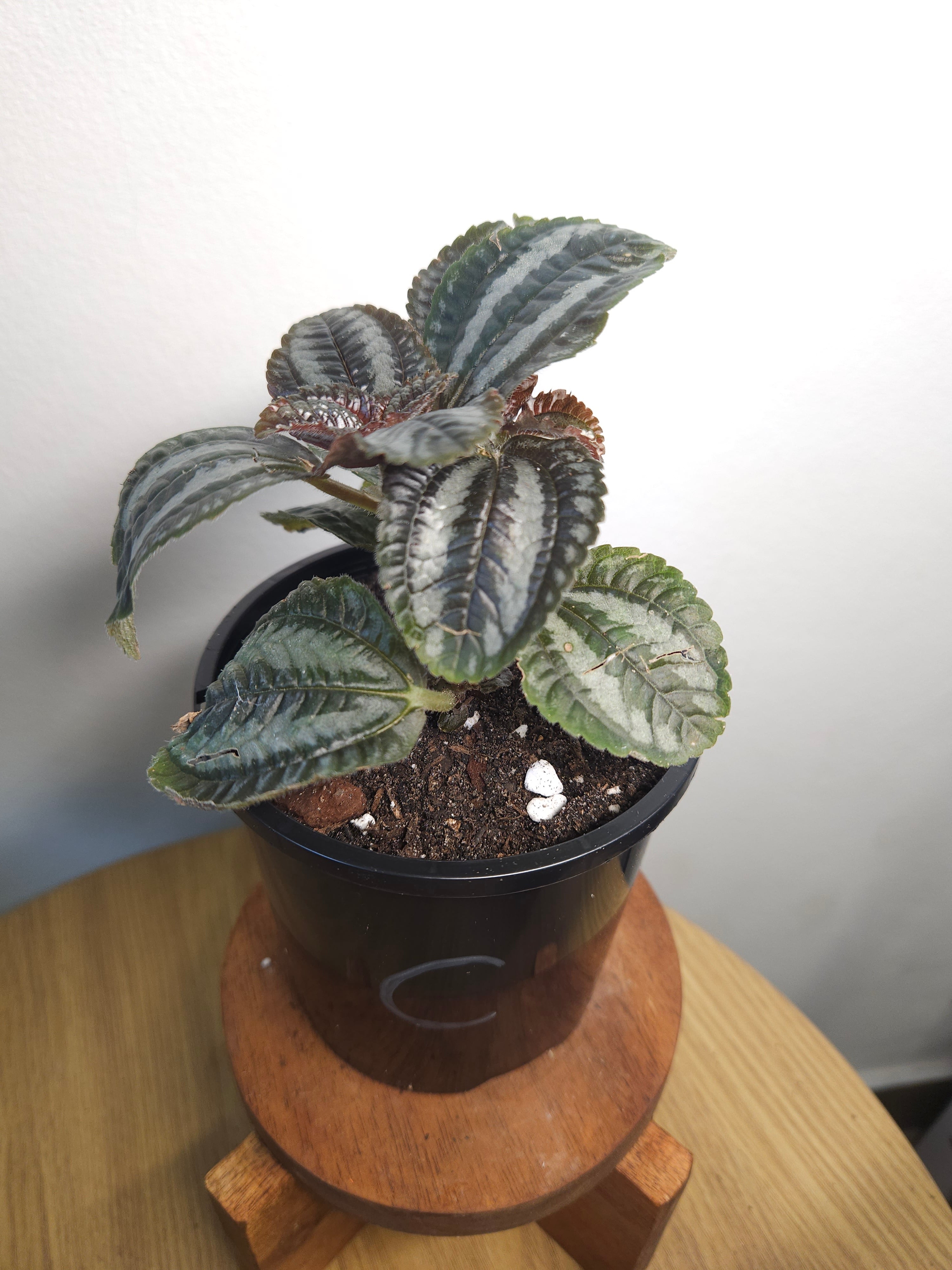 Pilea involucrata 'Norfolk' (Friendship Plant)