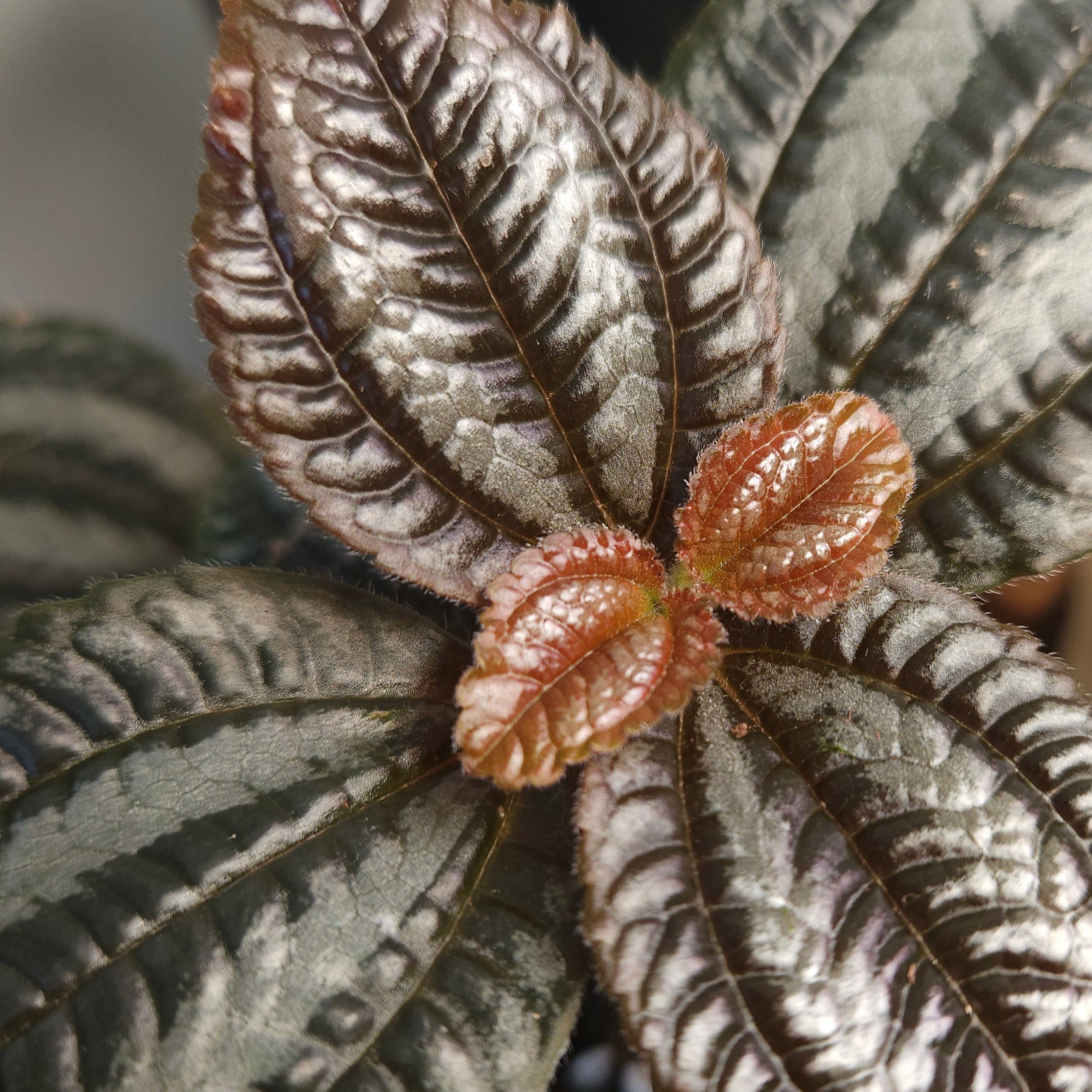 Pilea involucrata 'Norfolk' (Friendship Plant)
