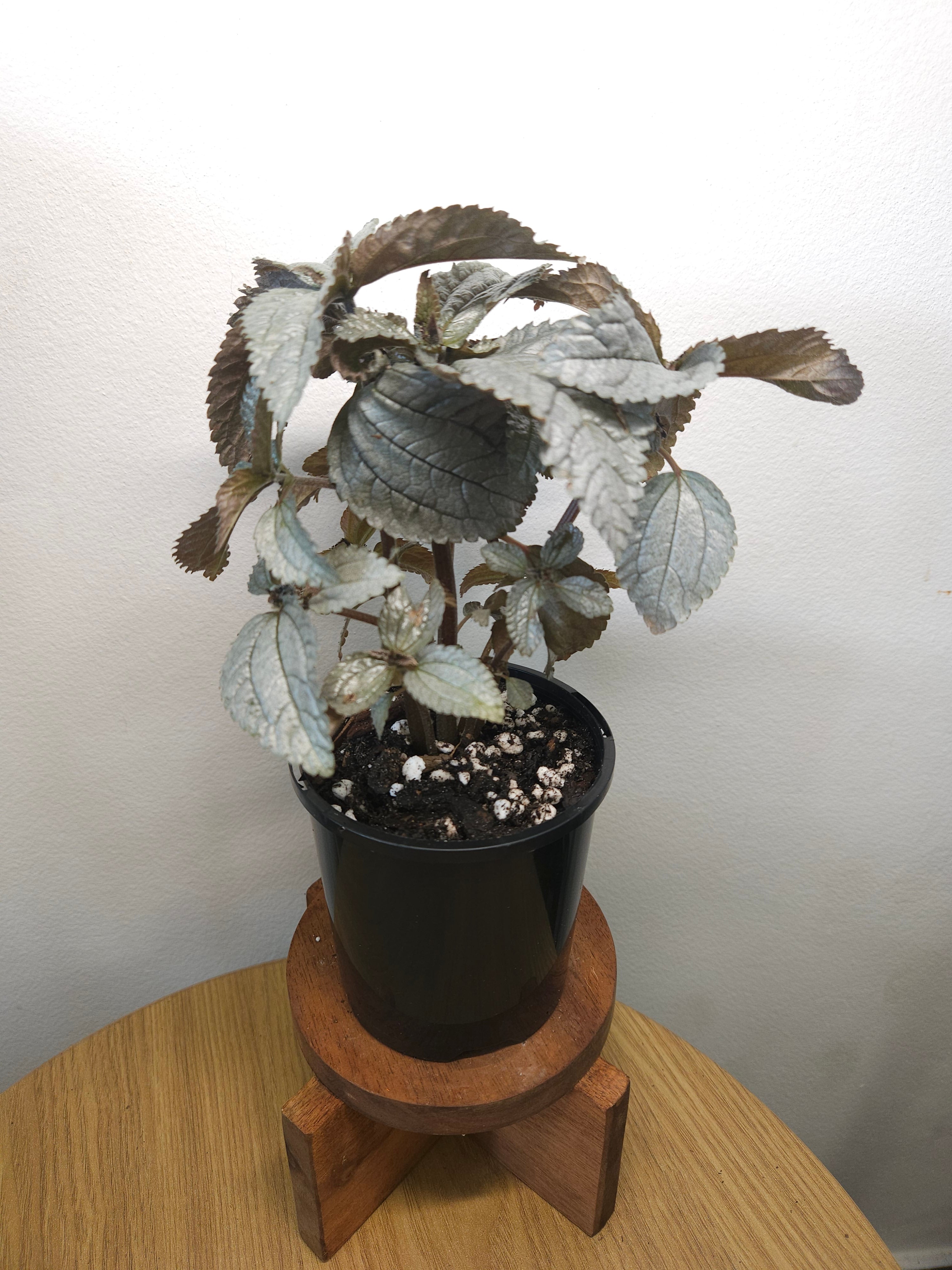 Pilea Silver Cloud – Metallic Foliage Indoor Plant