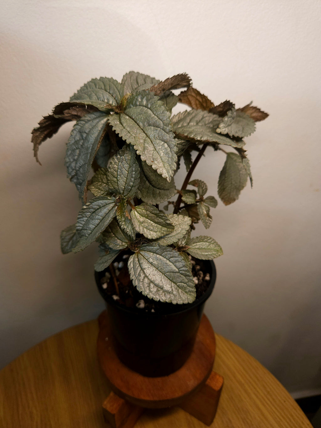 Pilea Silver Cloud – Metallic Foliage Indoor Plant