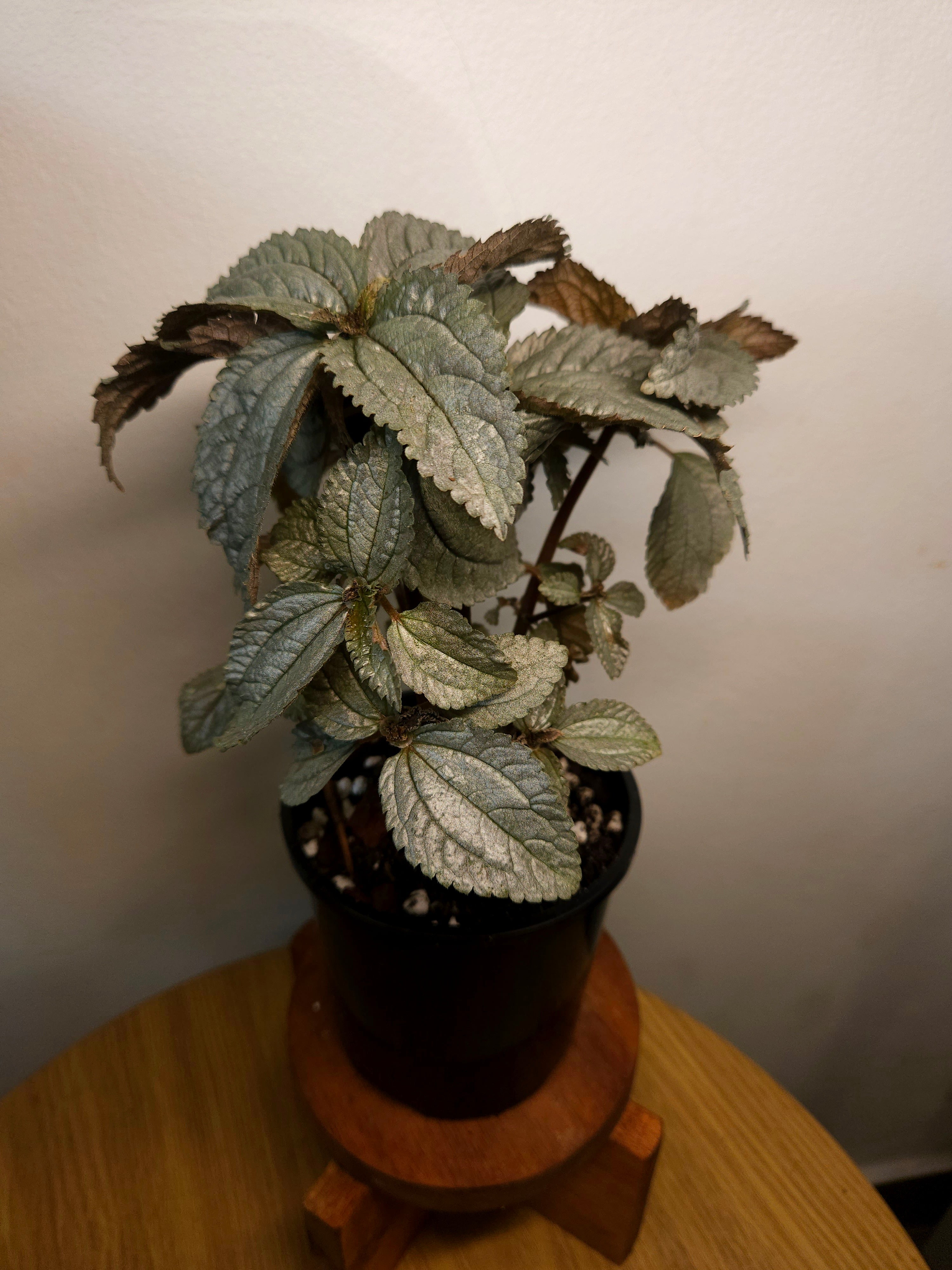 Pilea Silver Cloud – Metallic Foliage Indoor Plant
