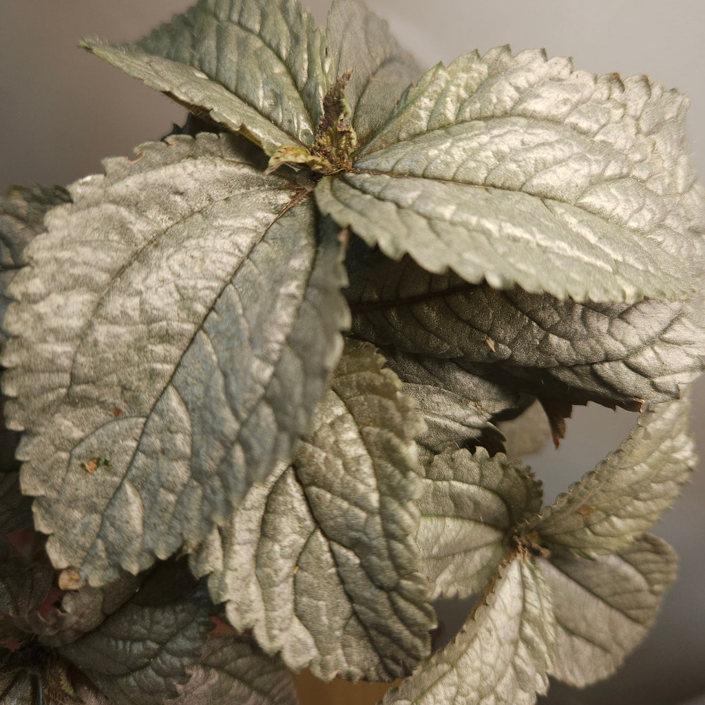 Pilea Silver Cloud – Metallic Foliage Indoor Plant