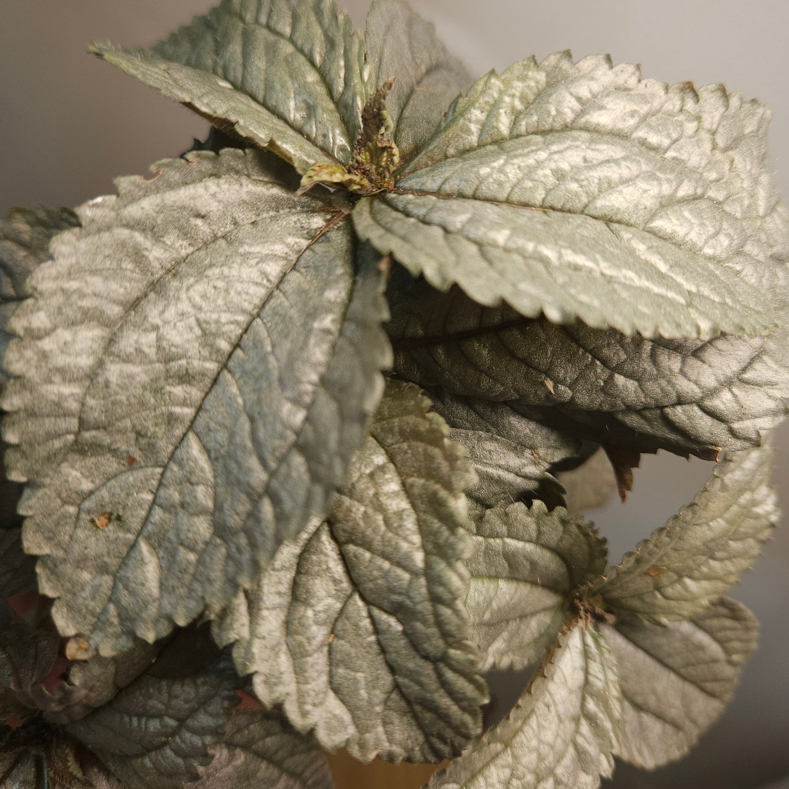 Pilea Silver Cloud – Metallic Foliage Indoor Plant