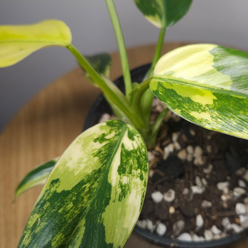 Philodendron Domesticum Variegata