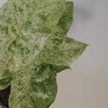 Alocasia odora batik ‘Splash’