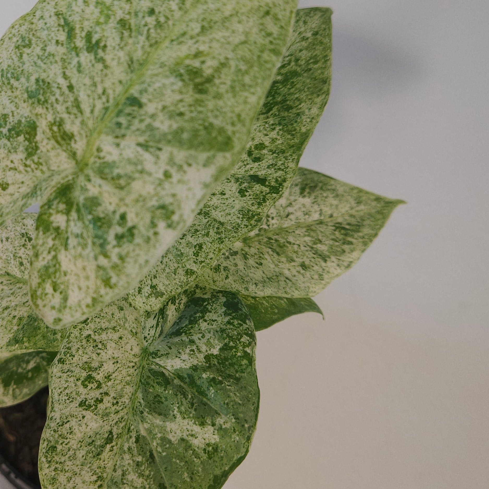 Alocasia odora batik ‘Splash’