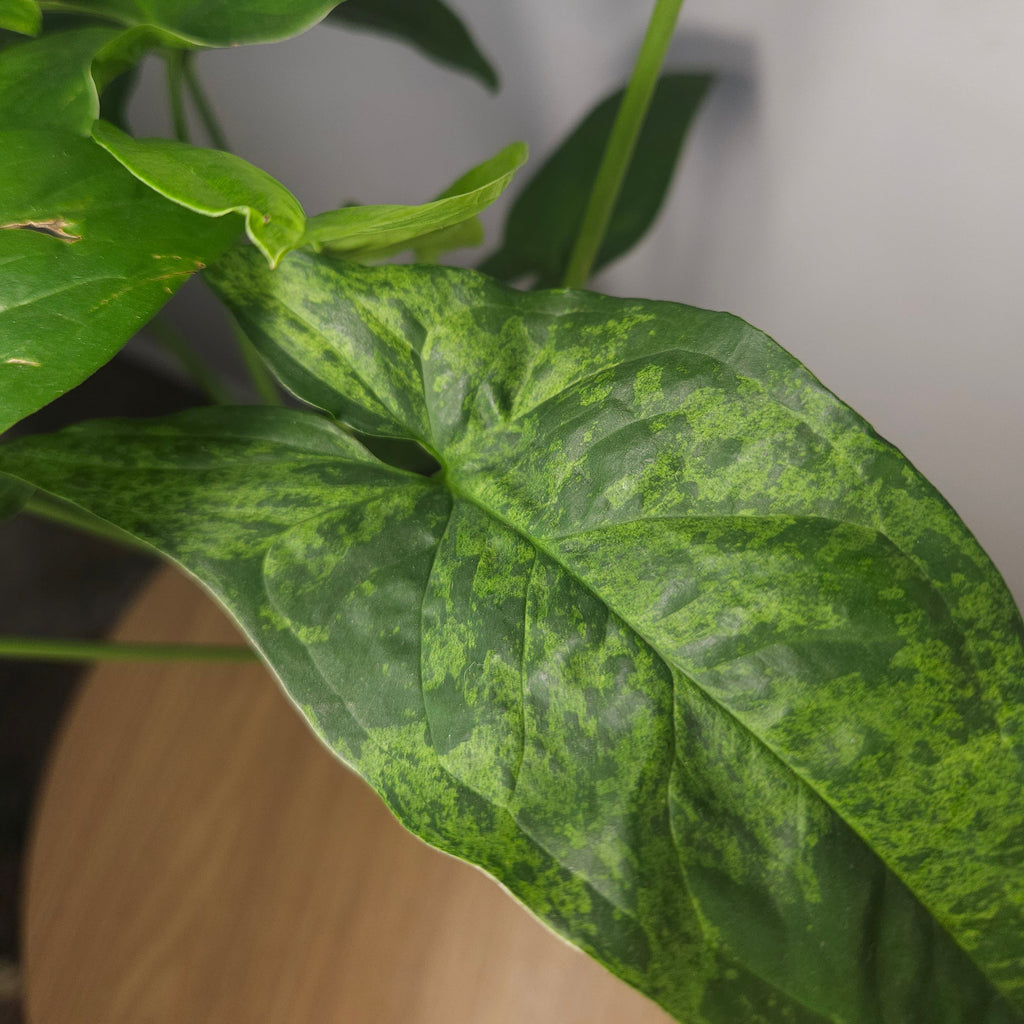 Syngonium Mojito – Rare Speckled Variegated Arrowhead Plant