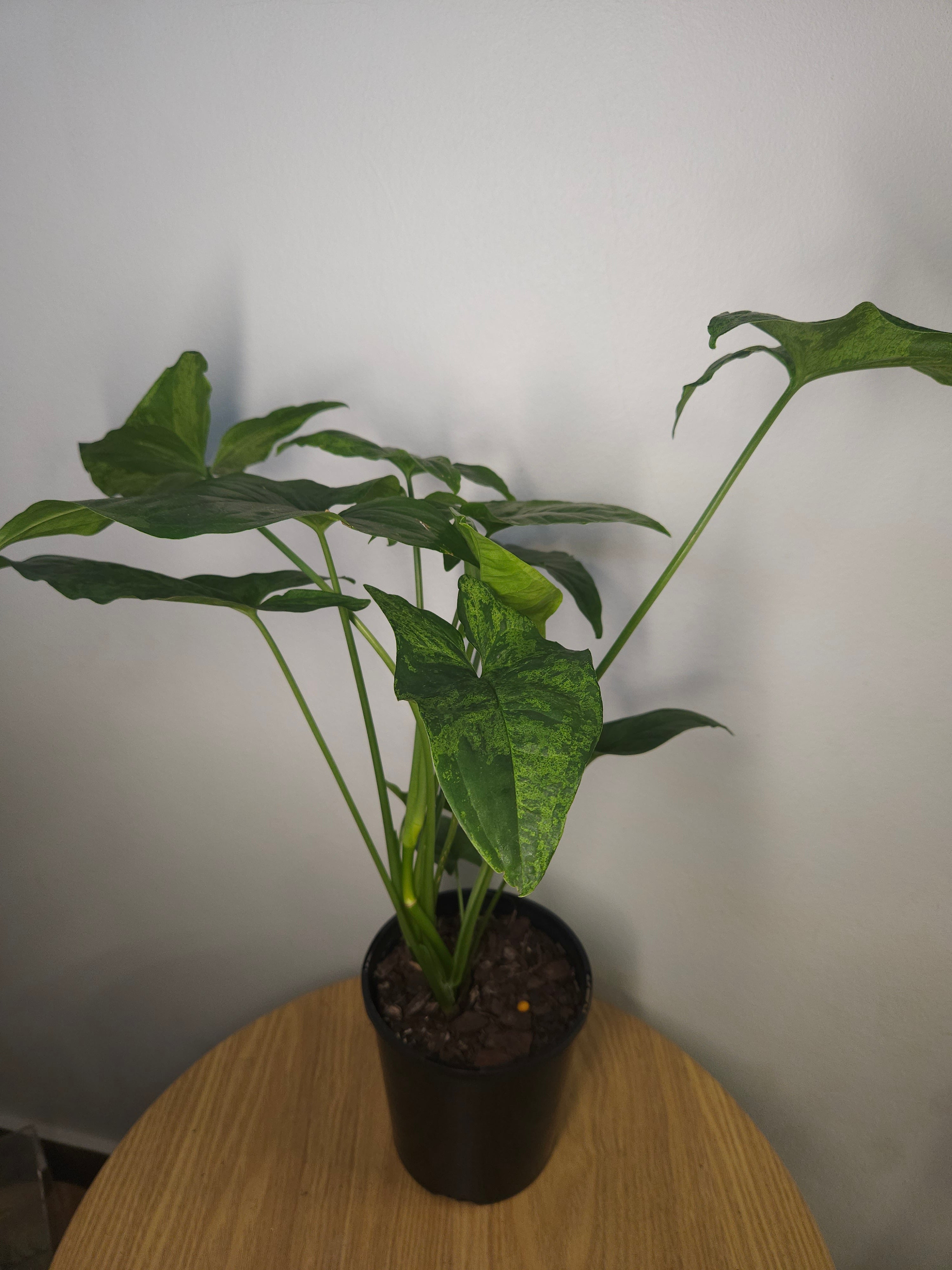 Syngonium Mojito – Rare Speckled Variegated Arrowhead Plant