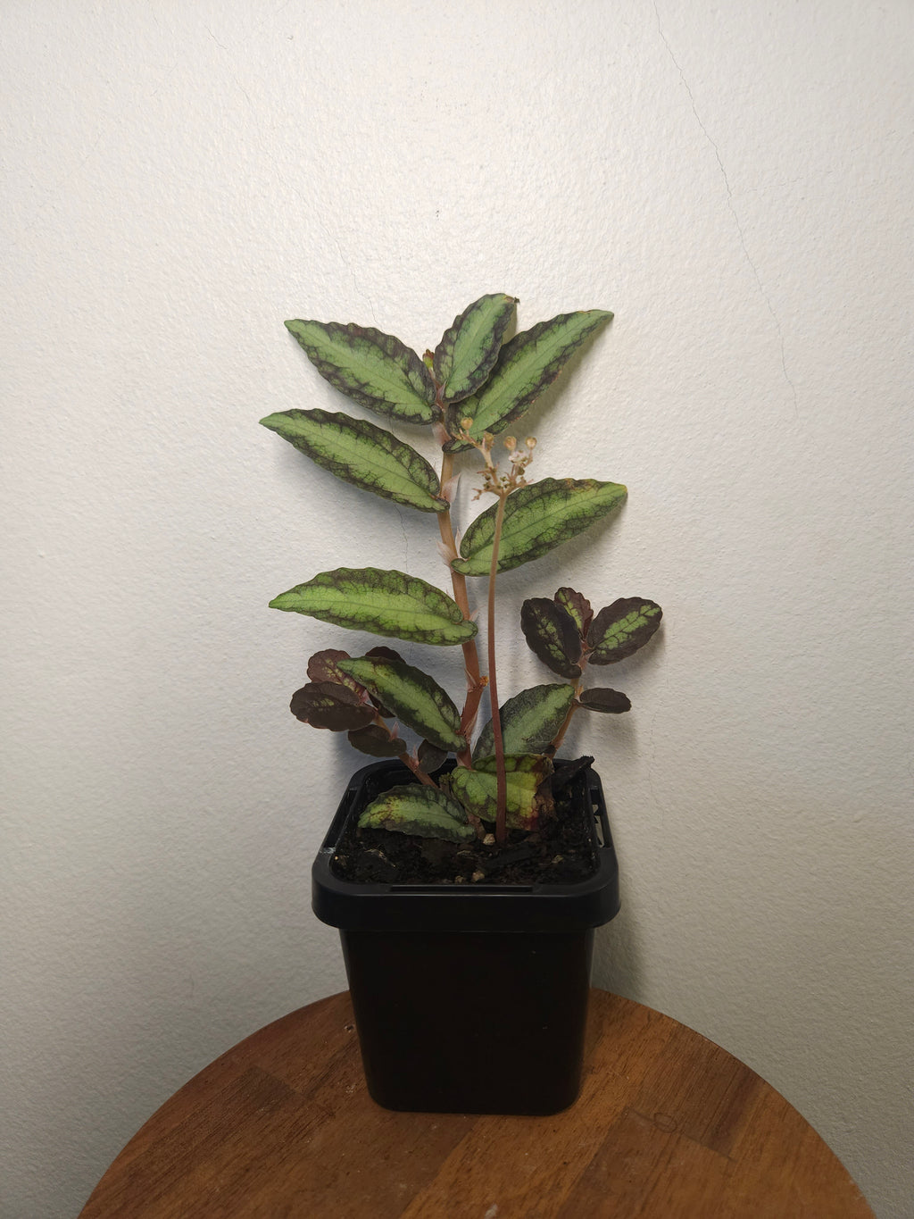Pellionia repens – Trailing Watermelon Vine Plant