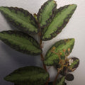Pellionia repens – Trailing Watermelon Vine Plant