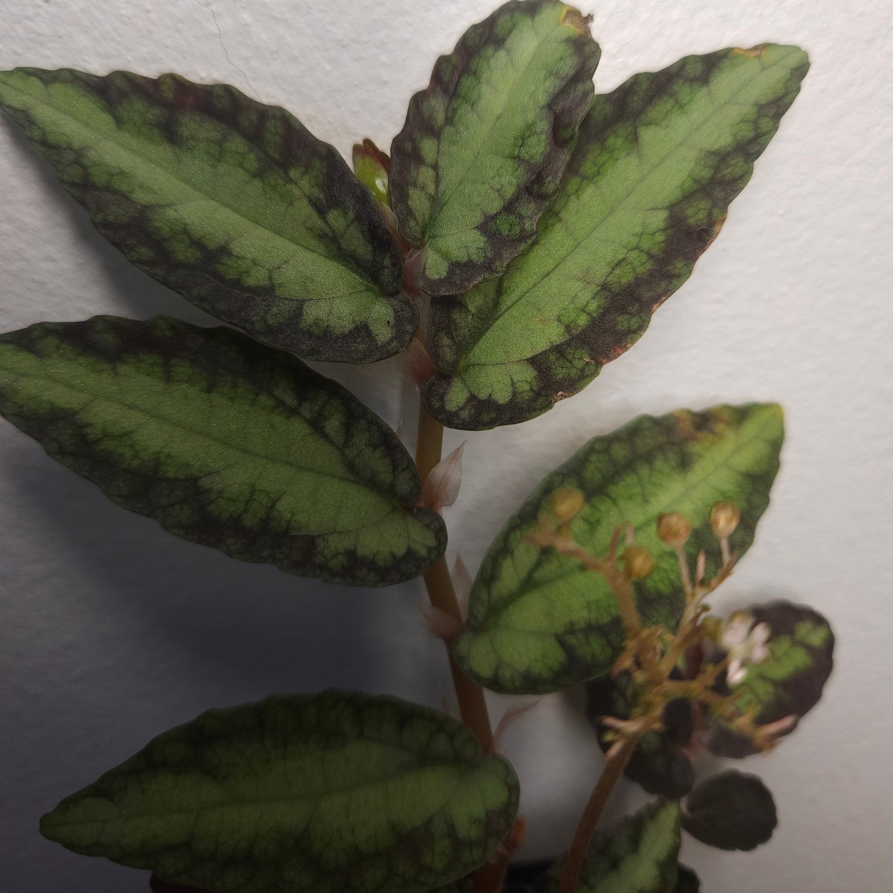 Pellionia repens – Trailing Watermelon Vine Plant