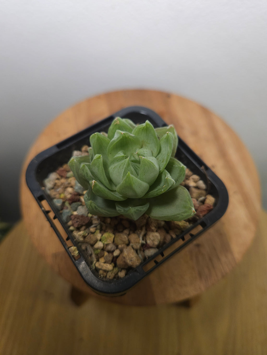 Haworthia Hybrid (retusa × cymbiformis type) – Window Succulent