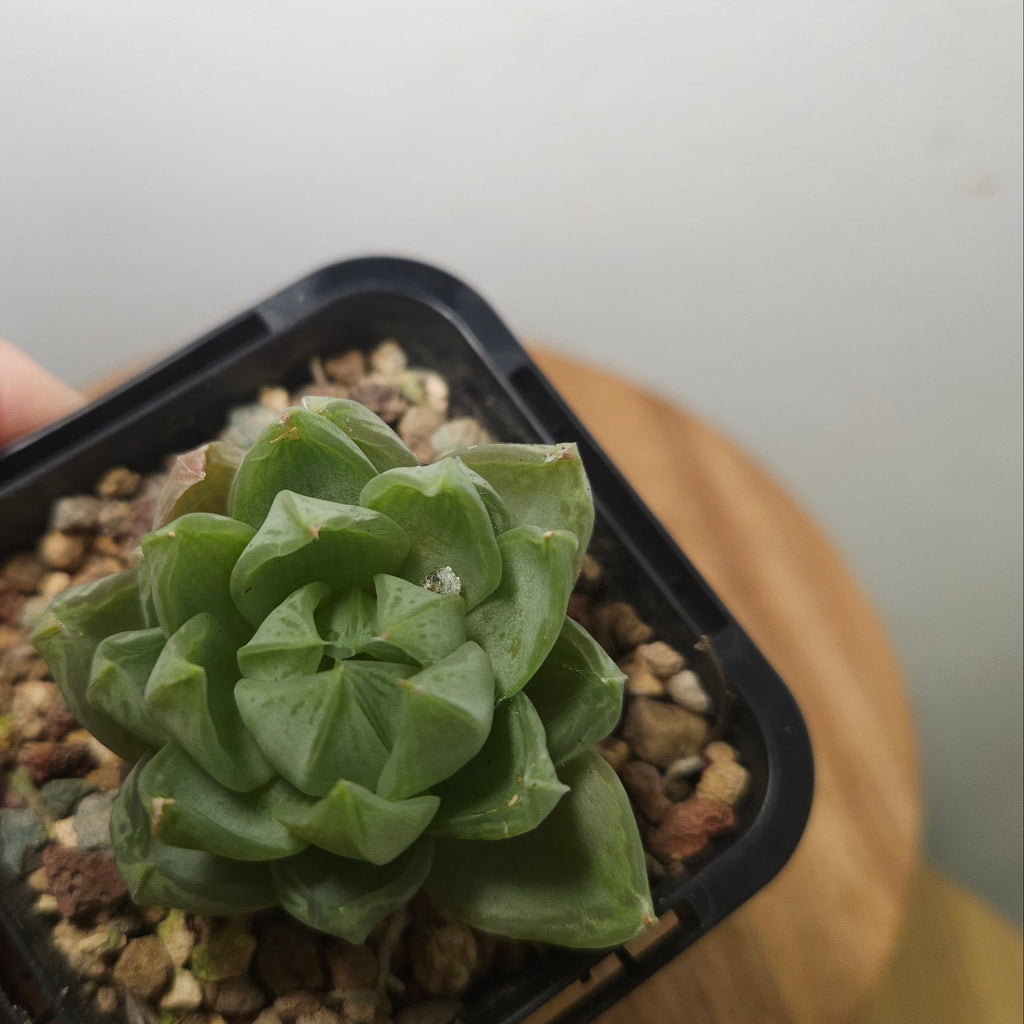Haworthia Hybrid (retusa × cymbiformis type) – Window Succulent