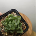 Haworthia Hybrid (retusa × cymbiformis type) – Window Succulent