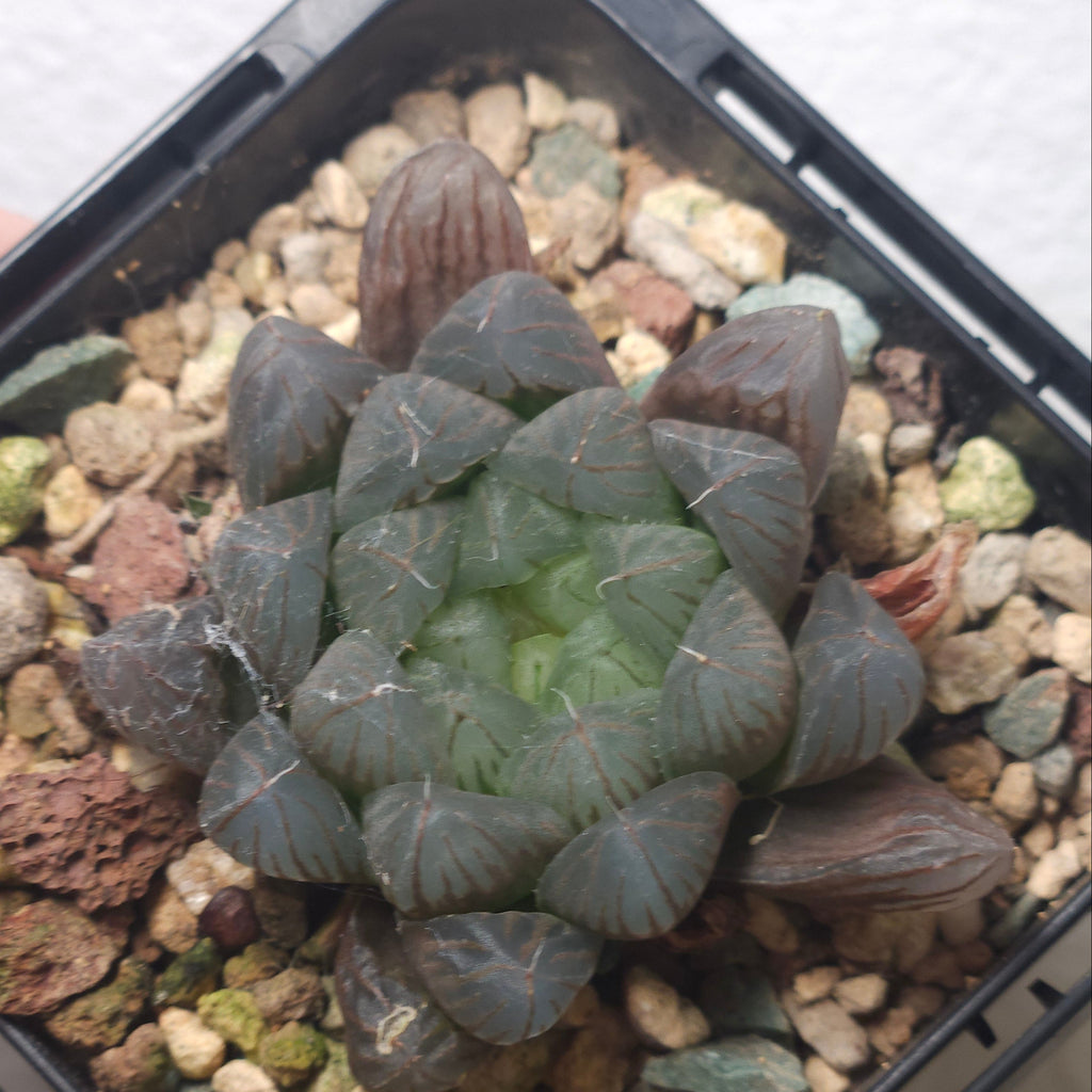 Haworthia cooperi – Transparent Window Succulent