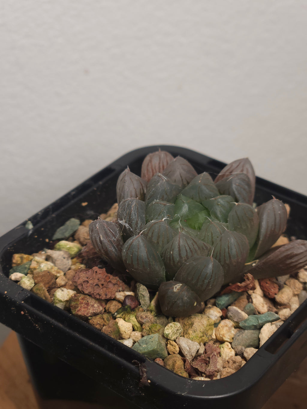 Haworthia cooperi – Transparent Window Succulent