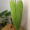 Anthurium Panamense - mother plant of our hybrid