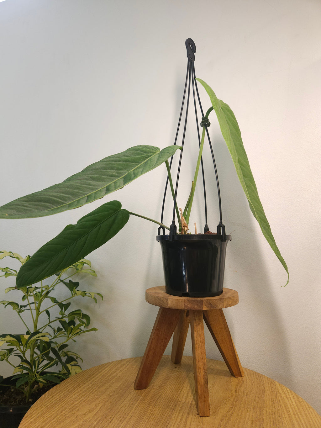 Anthurium Panamense - mother plant of our hybrid