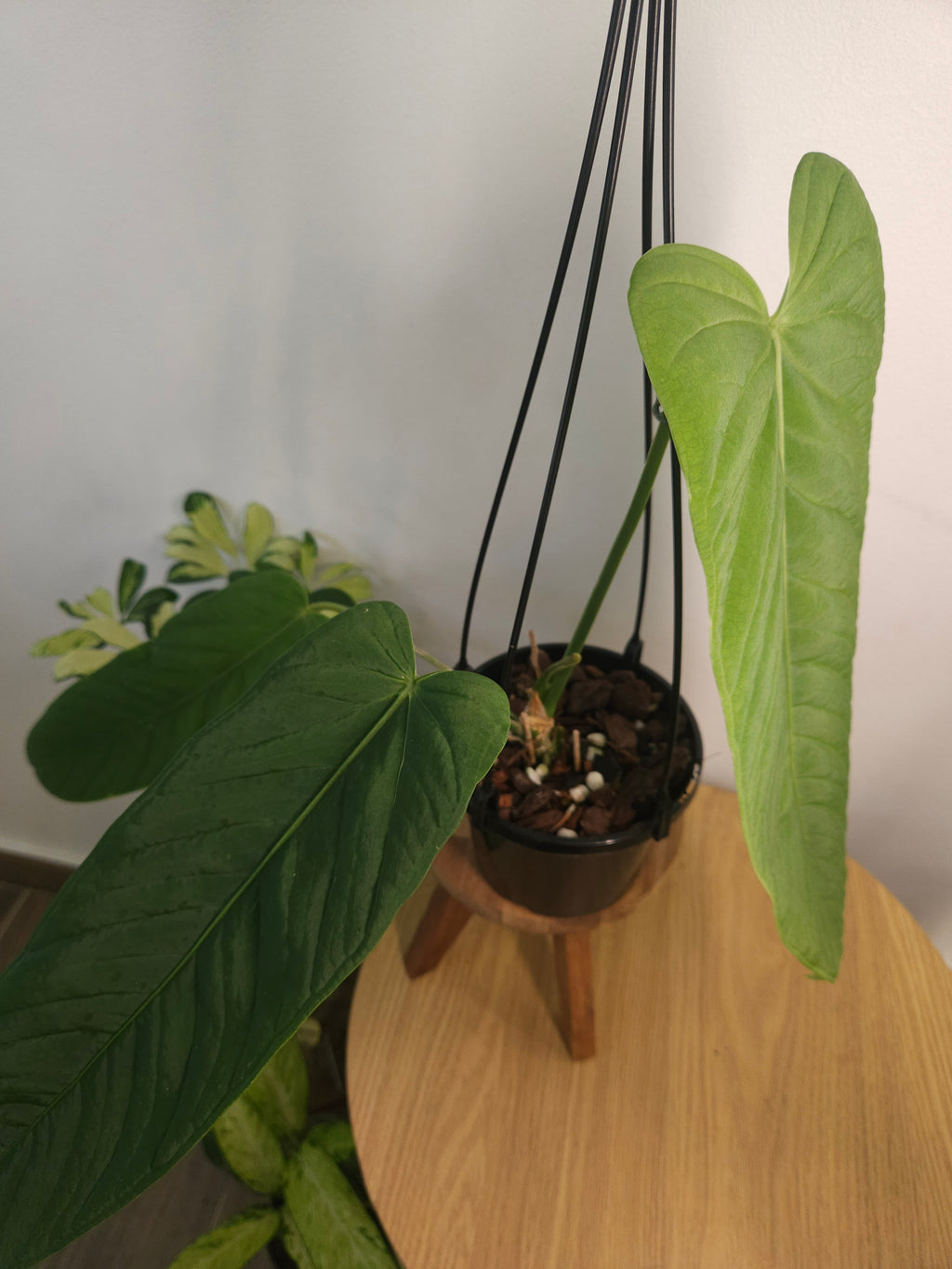 Anthurium Panamense - mother plant of our hybrid