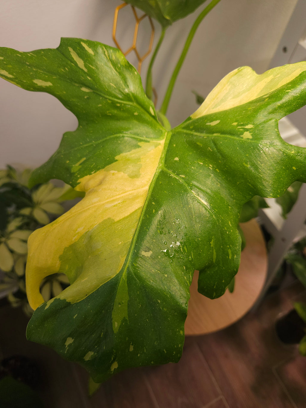 Philodendron Bipinnatifidum Variegated – Rare Split Leaf EXTREMELY RARE