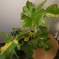Philodendron Bipinnatifidum Variegated – Rare Split Leaf EXTREMELY RARE