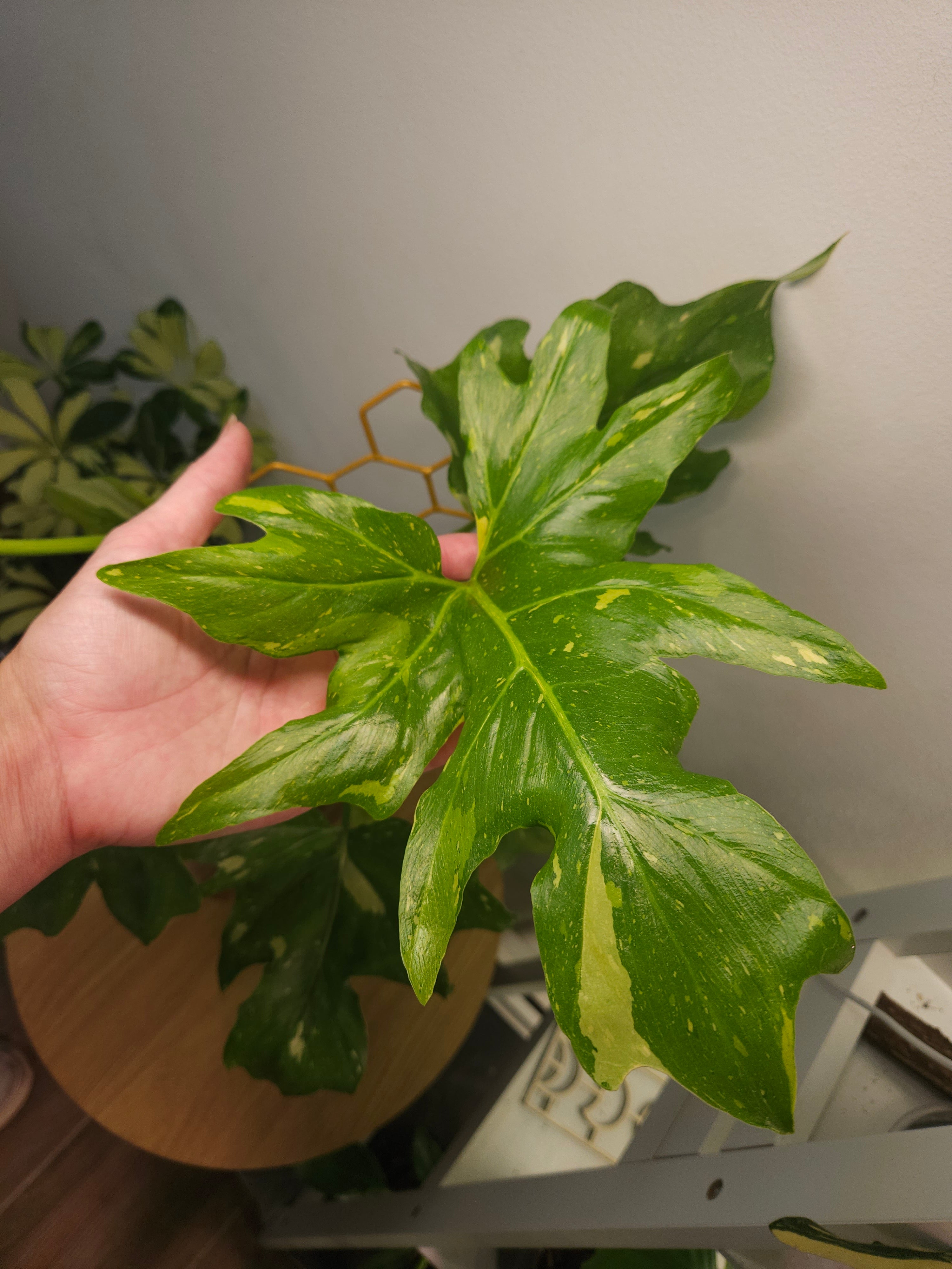 Philodendron Bipinnatifidum Variegated – Rare Split Leaf EXTREMELY RARE