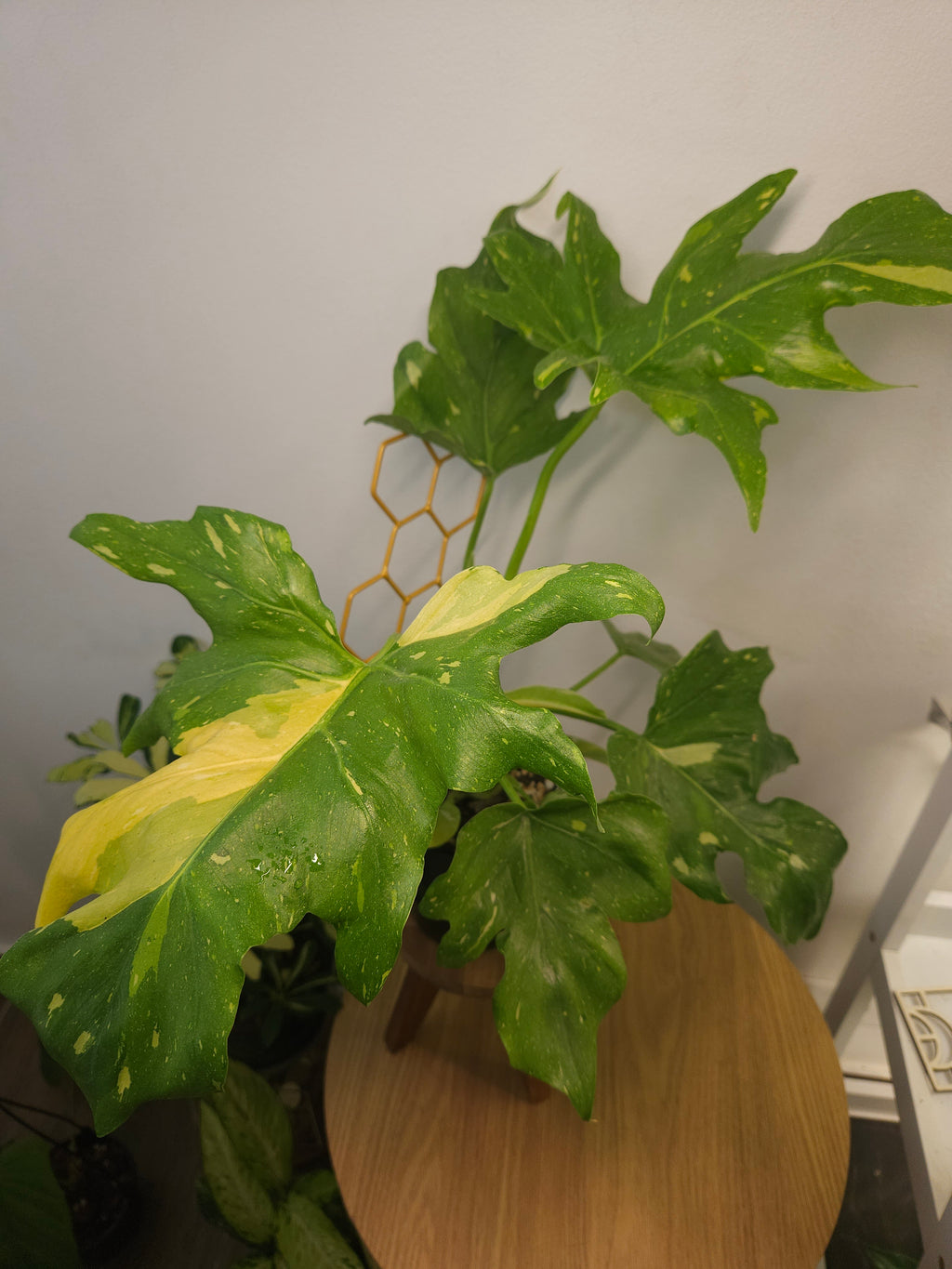Philodendron Bipinnatifidum Variegated – Rare Split Leaf EXTREMELY RARE