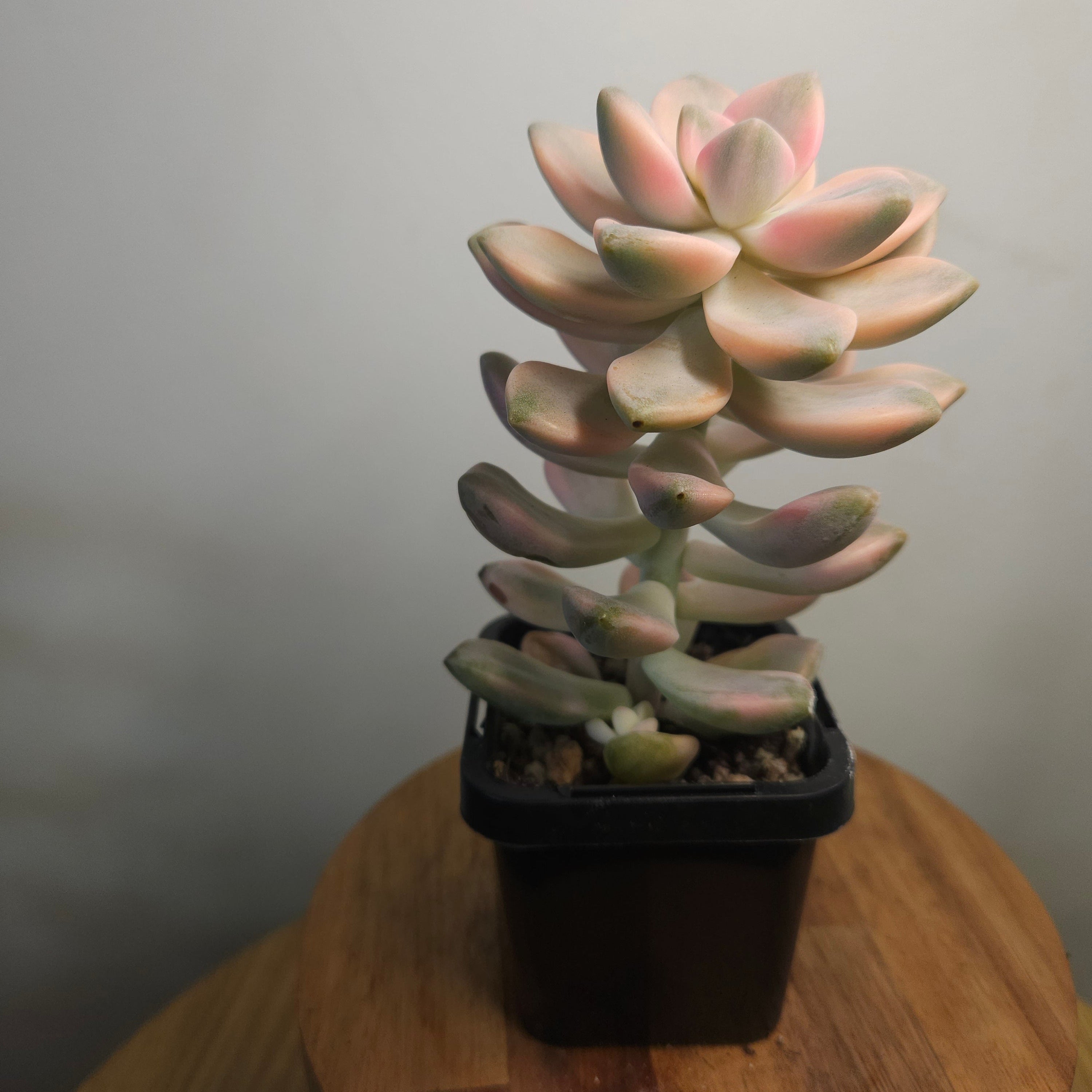 Graptopetalum paraguayense Variegated – Variegated Ghost Plant