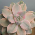 Graptopetalum paraguayense Variegated – Variegated Ghost Plant