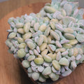 Echeveria ‘Cubic Frost’ forma cristata – Crested Succulent