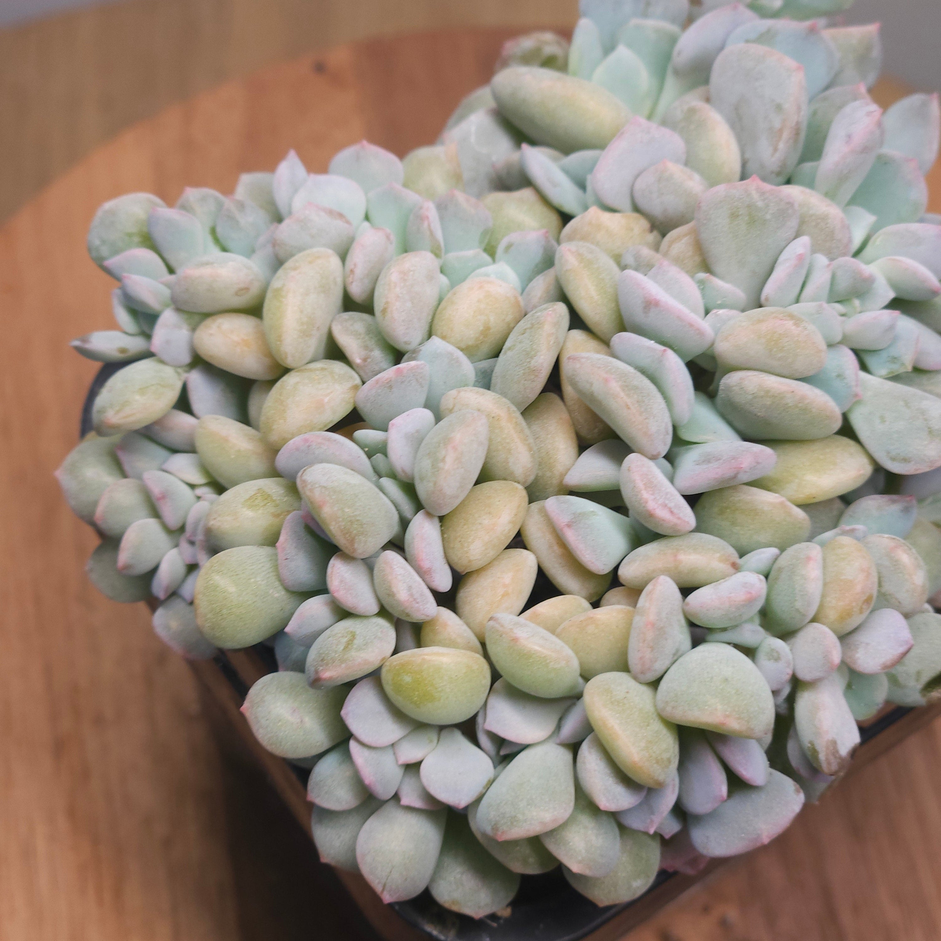 Echeveria ‘Cubic Frost’ forma cristata – Crested Succulent