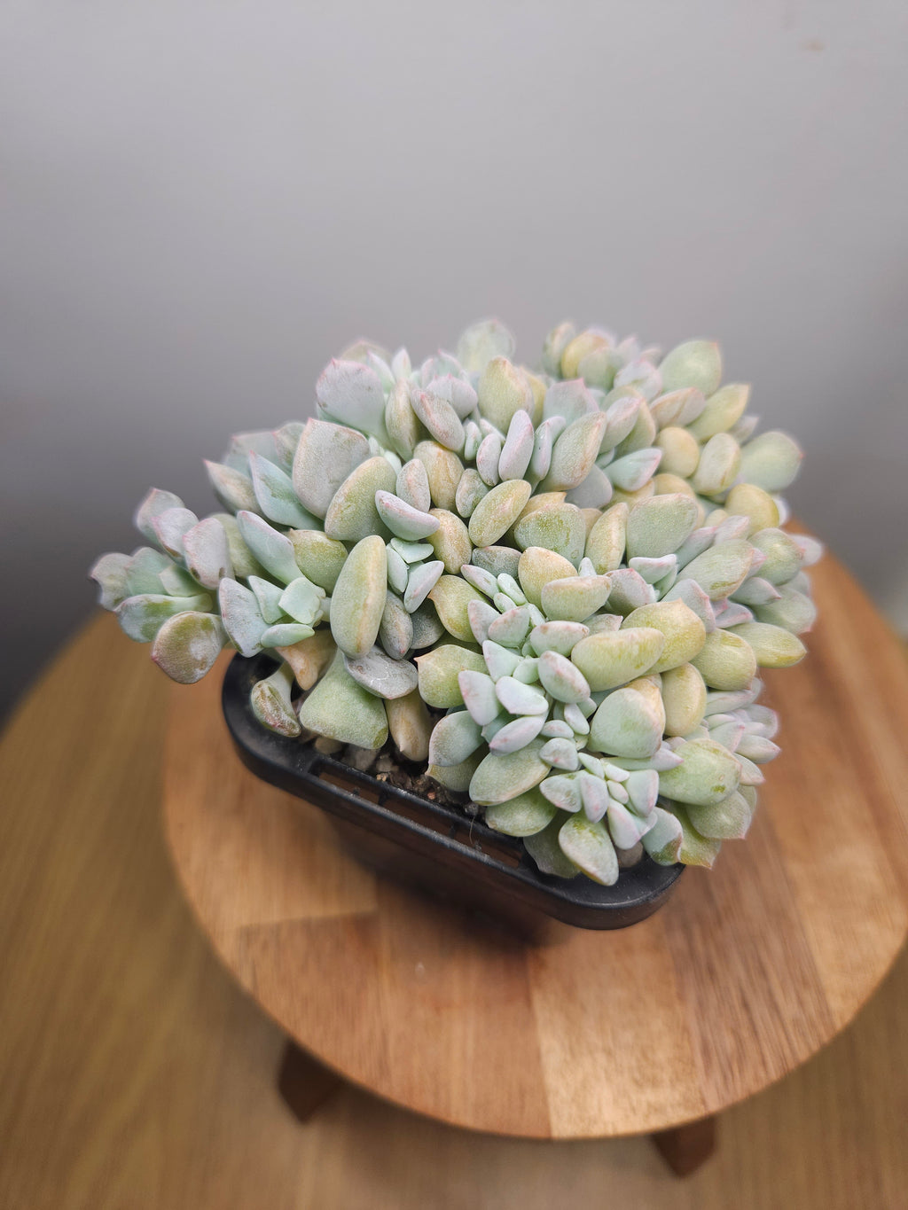 Echeveria ‘Cubic Frost’ forma cristata – Crested Succulent