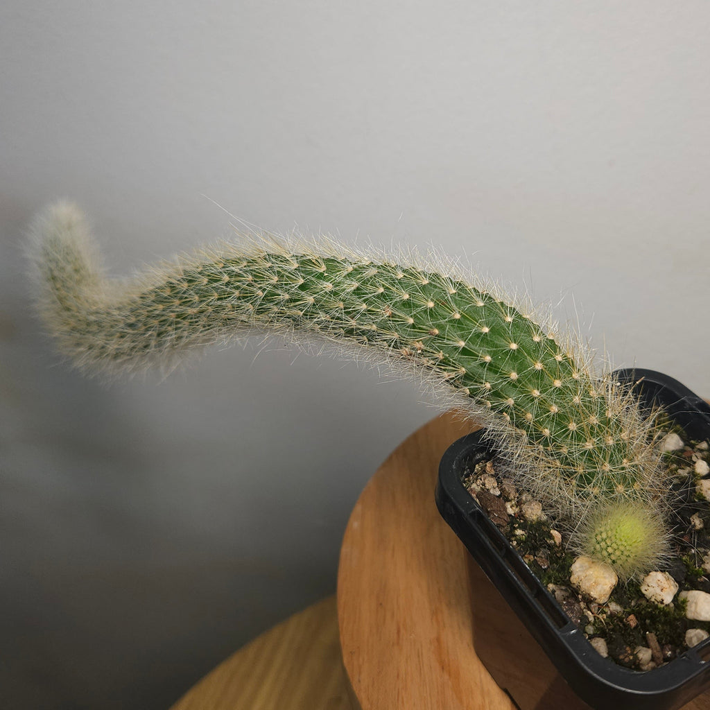 Monkey Tail Cactus – Cleistocactus colademononis