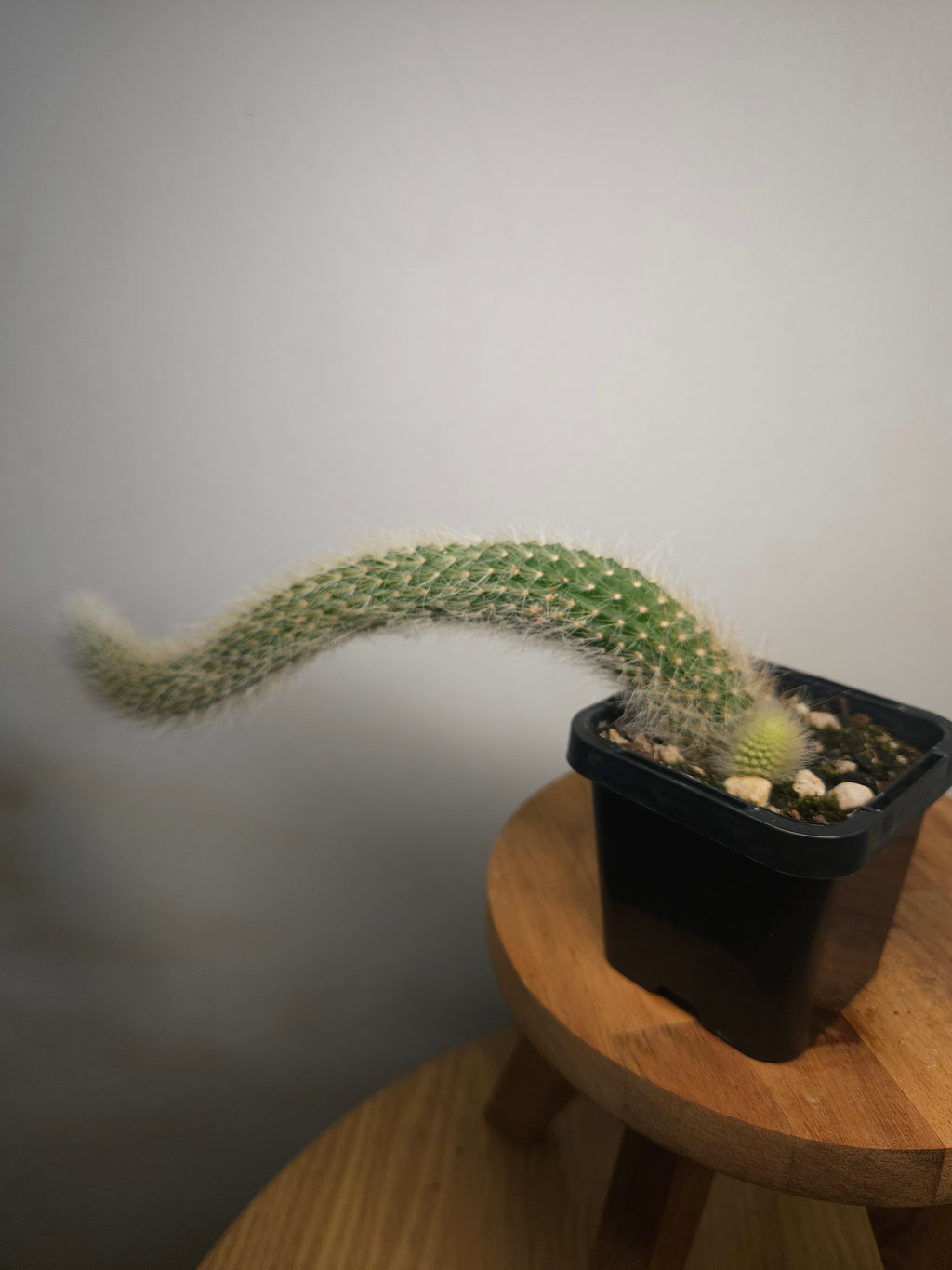 Monkey Tail Cactus – Cleistocactus colademononis