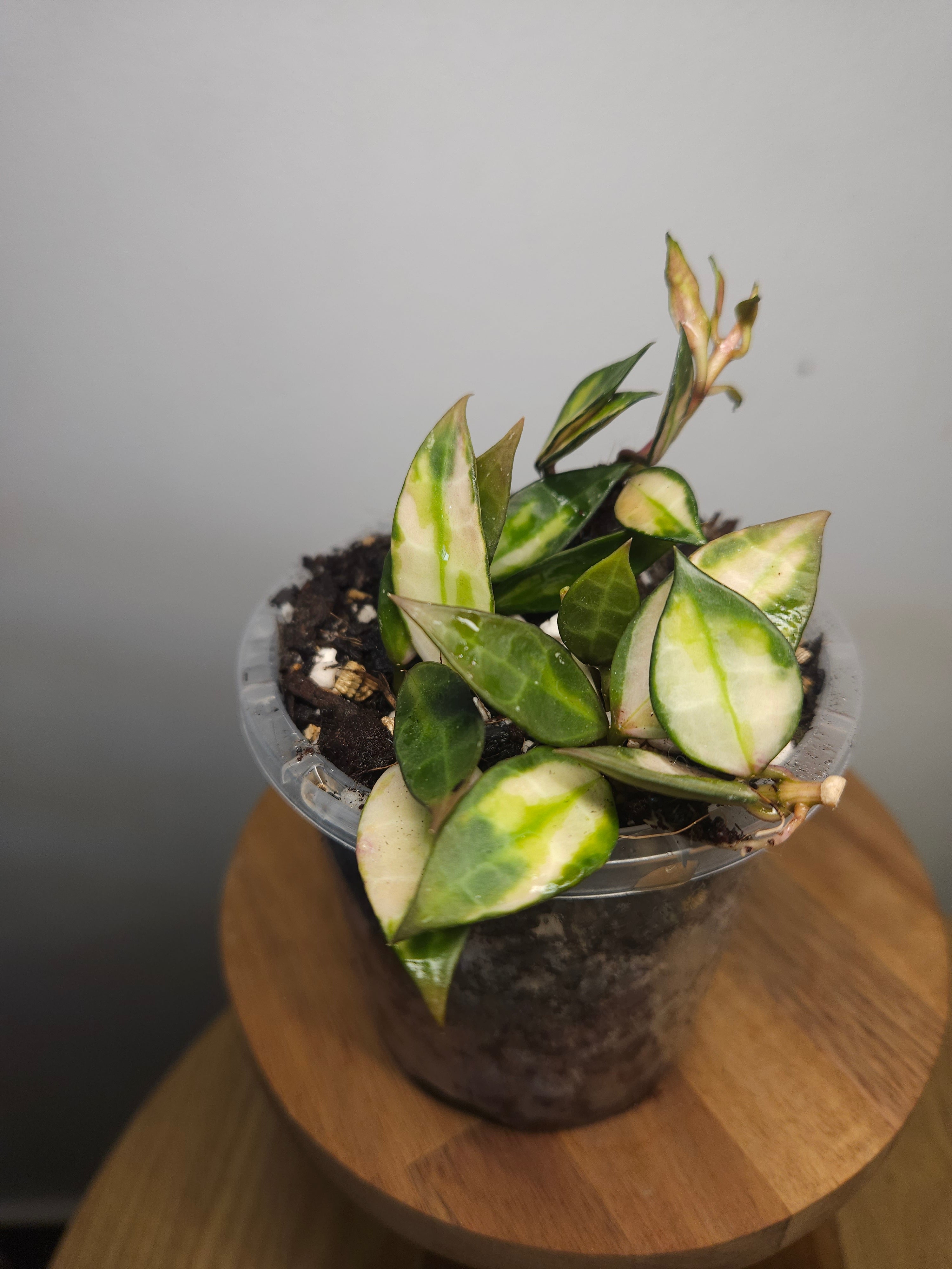 **RARE Highly Variegated Hoya Lacunosa