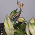 **RARE Highly Variegated Hoya Lacunosa