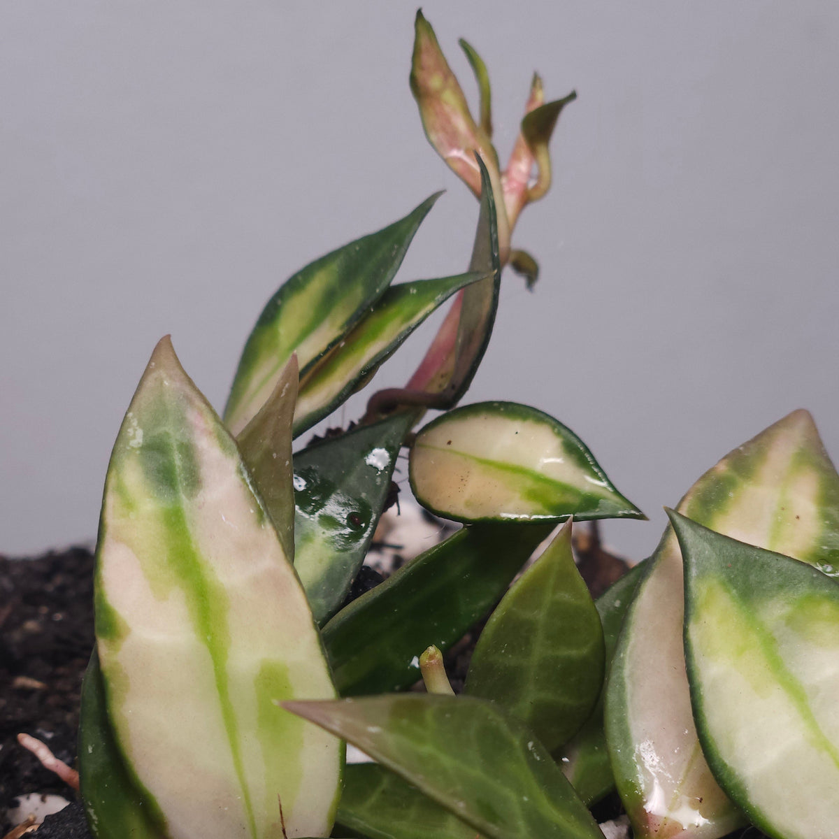 Variegated Philodendron Bipinnatifidum – Rare Split Leaf Plant