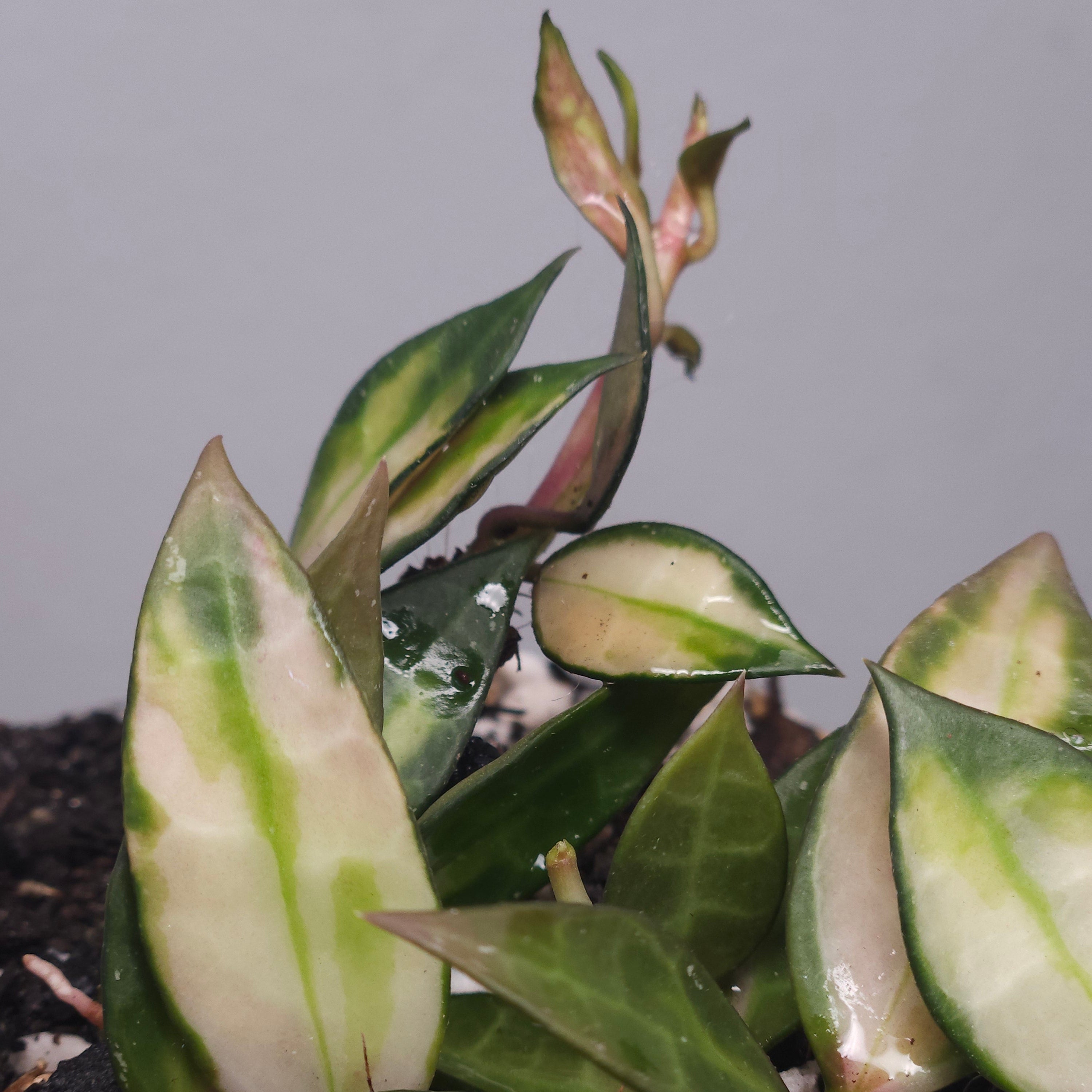 **RARE Highly Variegated Hoya Lacunosa