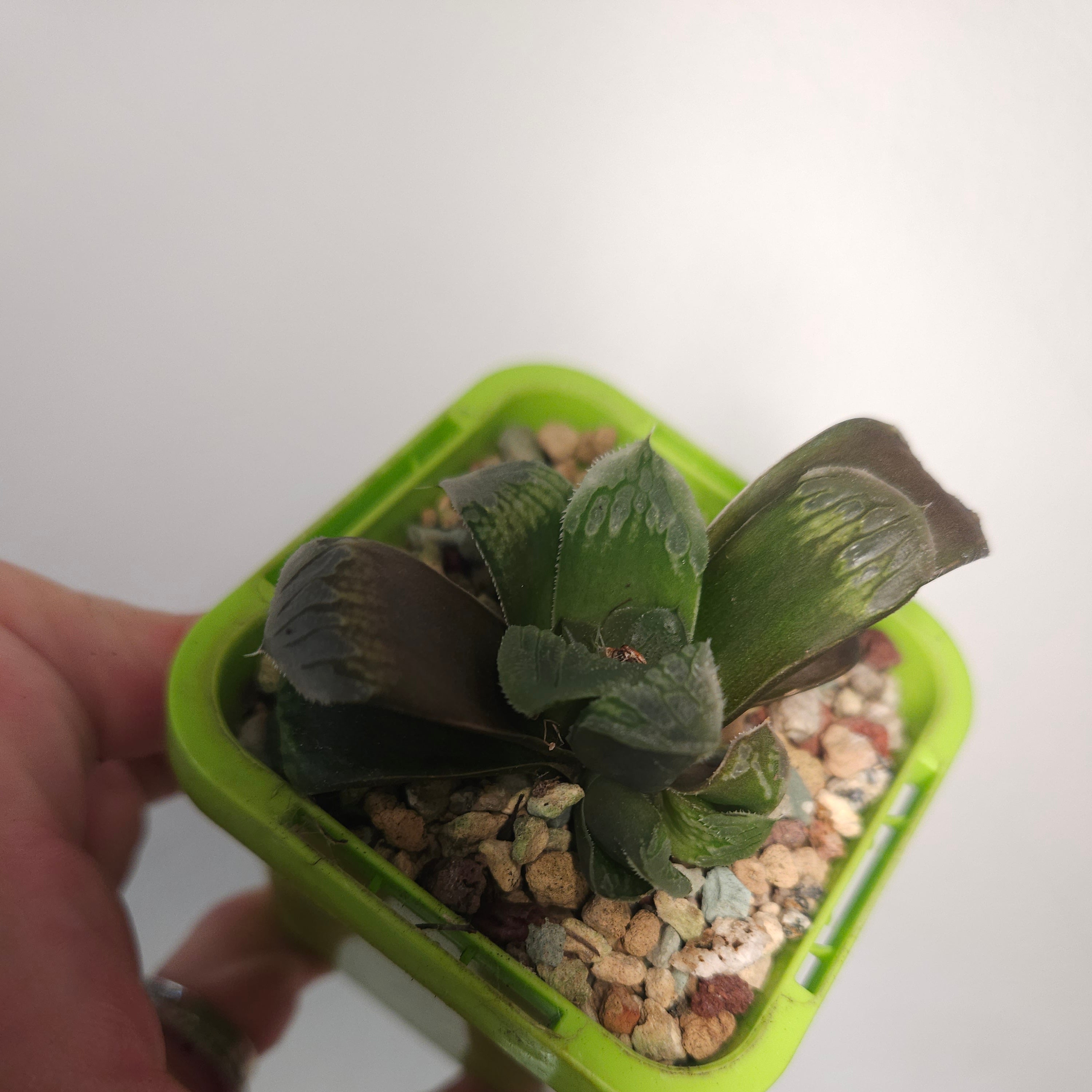 Haworthia Truncata Maughanii – Rare Window Succulent Hybrid