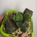 Haworthia Truncata Maughanii – Rare Window Succulent Hybrid