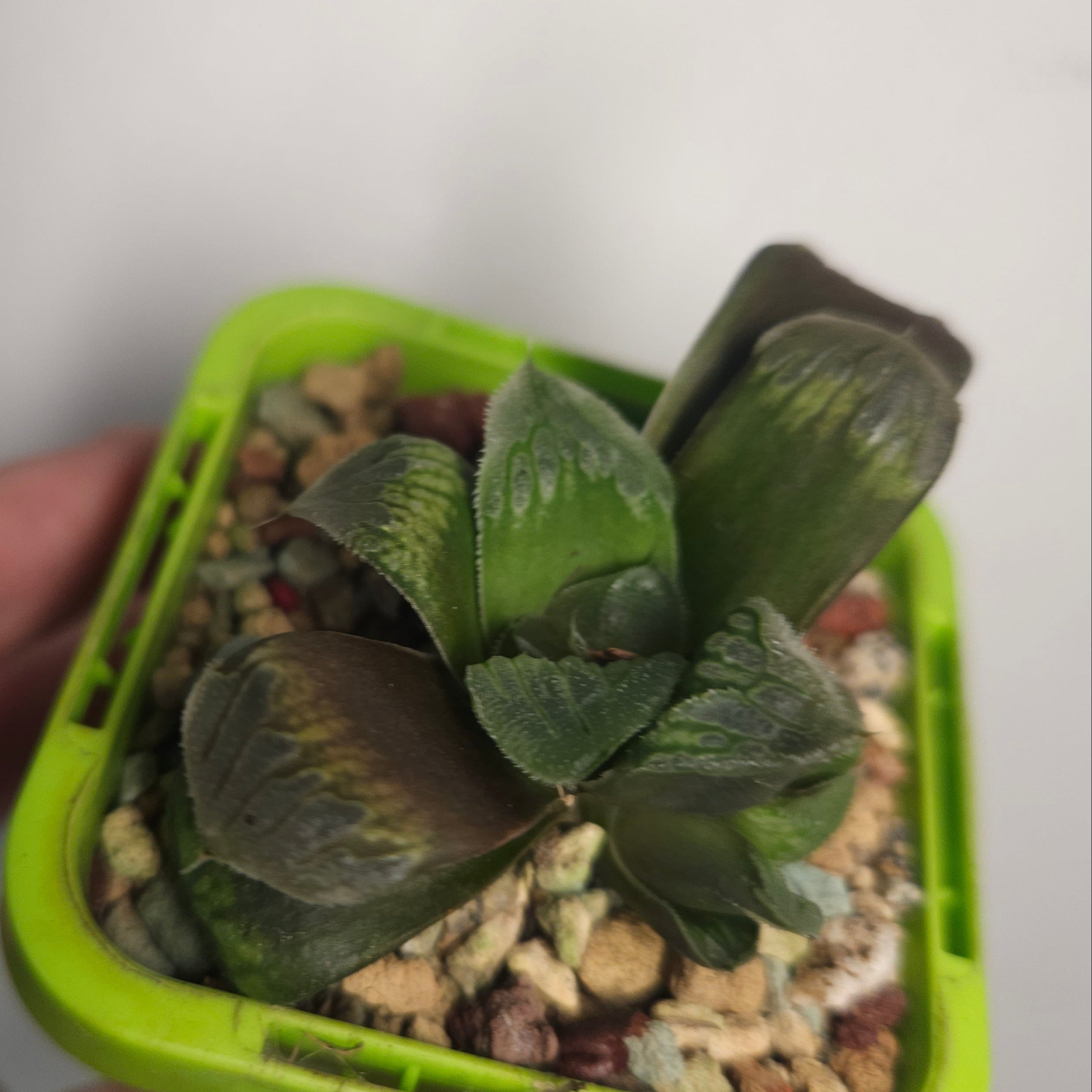 Haworthia Truncata Maughanii – Rare Window Succulent Hybrid
