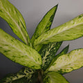 Dieffenbachia Star Bright