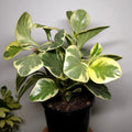 Peperomia Obtusifolia Varigata