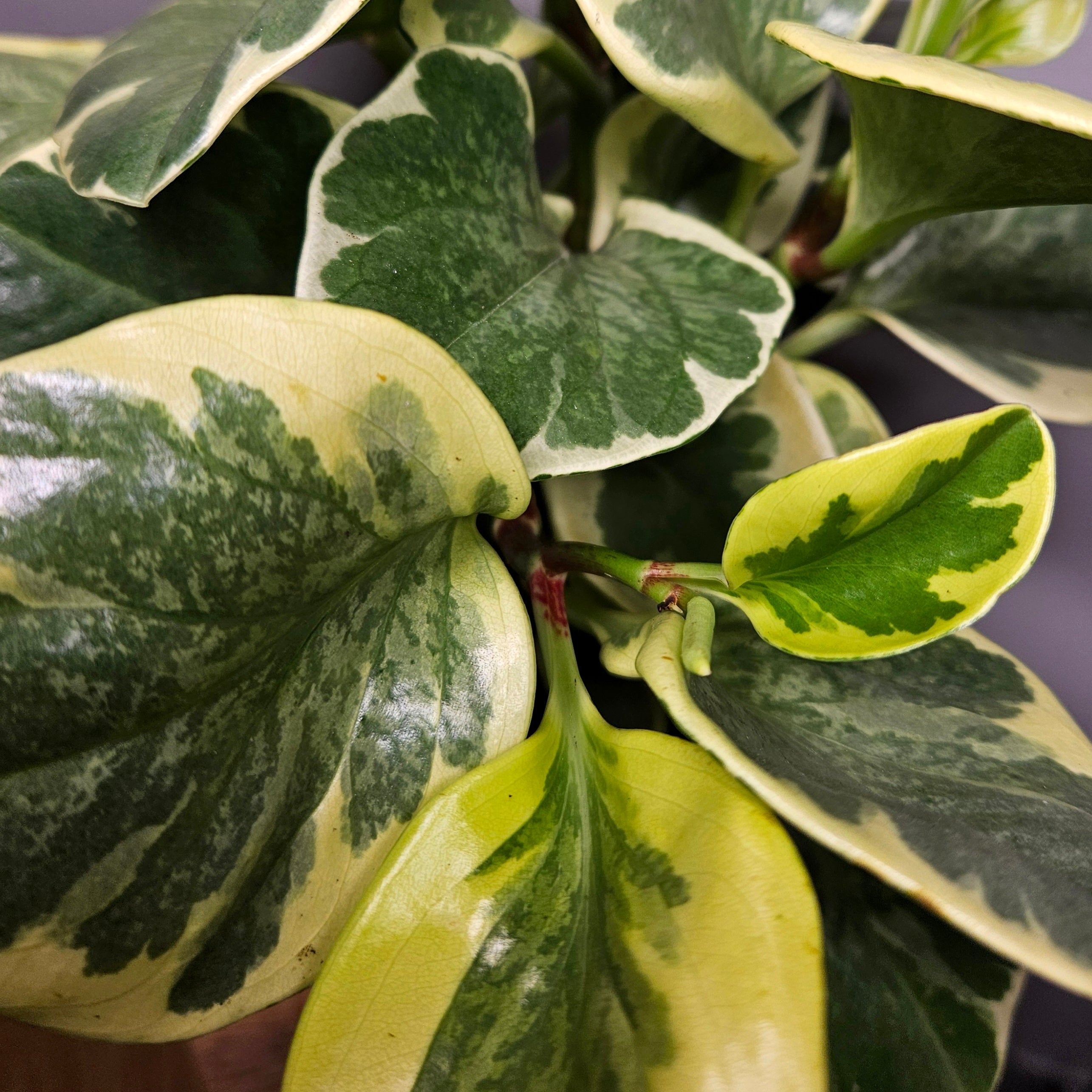 Peperomia Obtusifolia Varigata