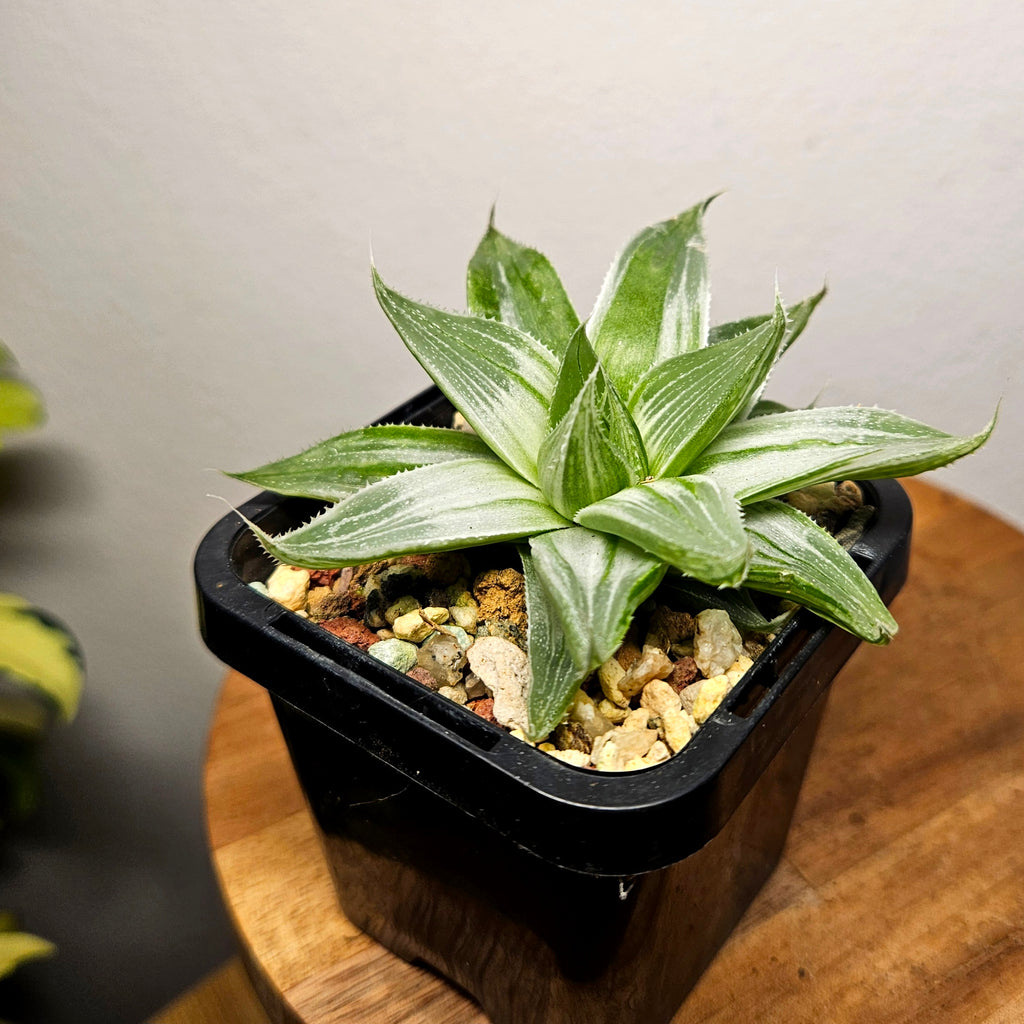 Haworthia ‘Grey Lady’ Variegated – Rare Variegated Succulent