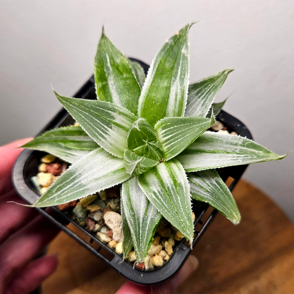 Haworthia ‘Grey Lady’ Variegated – Rare Variegated Succulent